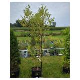 1 CITY SLICKER BIRCH TREE