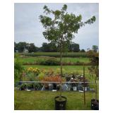 1 TWISTY BABY LOCUST TREE