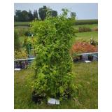 2 FRAGRANT JASMINE VINE