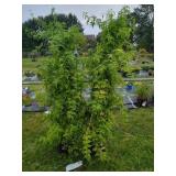 2 FRAGRANT JASMINE PLANTS