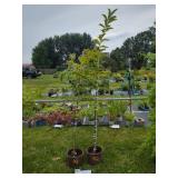 2 CHINESE CHESTNUT TREES IN POTS