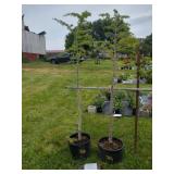 2 BLUE ICE CYPRESS TREES