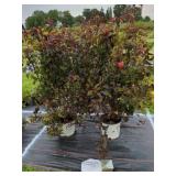 2 SUMMER WINE NINEBARK