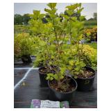 3 ASSORTED FRENCH HYBRID LILACS