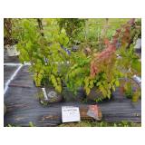 2 JAZZ FIRE TRUMPET VINE