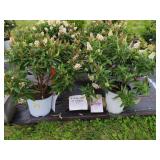 4 LIL COCONUT BUTTERFLY BUSH