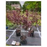 3 PURPLE LEAF SANDCHERRY