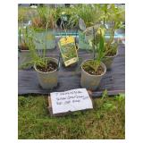 7 ASSORTED PERENNIALS