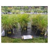 5 PERENNIAL KARL FROSTY OAT GRASS