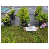6 PERENNIAL VENICE BLUE SPEEDWELL
