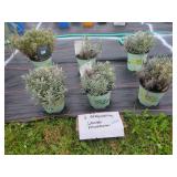6 PERENNIAL LAVENDER PHENOMENAL PLANTS