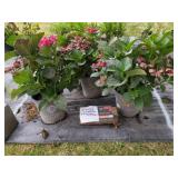 3 HYDRANGEA CHERRY EXPLOSION PLANTS