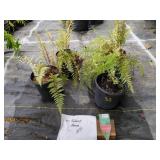 FOUR GHOST FERNS