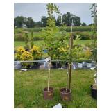 2 CHINESE CHESTNUT TREES