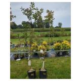 2 FRUITING PLUM TREES