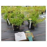 5 SKYSAIL FIRE YARROW PLANTS