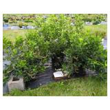 3 HUMMINGBIRD SUMMERSWEET CLETHRA