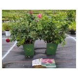 2 DAVID AUSTIN ROSES