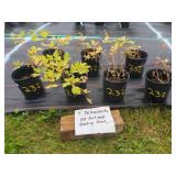 7 PERENNIAL OLD FASHIONED BLEEDING HEART