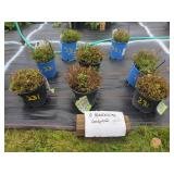 8 PERENNIAL CANDYTUFT PLANTS