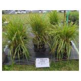 5 PERENNIAL KARL FROSTY OAT GRASS