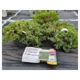 3 ASSORTED EVERGREENS
