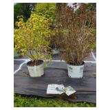 2 MIXED SHRUBS