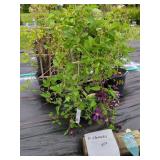 3 CLEMATIS