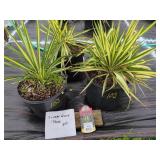 3 COLOR GUARD YUCCA