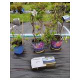 3 CLEMATIS