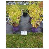 4 PEARL BUSH PLANTS