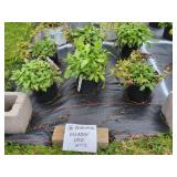 6 PERENNIAL MEADOW SAGE PLANTS