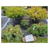5ASSORTED EVERGREEN JUNIPER