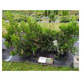 3 HUMMINGBIRD SUMMERSWEET CLETHRA