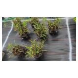 7 PERENNIAL SPIDER WORT PLANTS