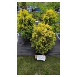 3 HARDY EVERGREEN GOLDEN HANOKI CYPRESS