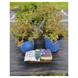4 ASSORTED SAGE
