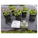 5 BUMBLESKY SALVIA