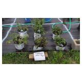 7 GARDEN SAGE
