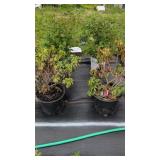 4 ASSORTED SHRUBS