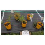 5 ASSORTED PERENNIALS