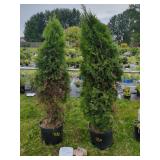 2 EMERALD GREEN ARBORVITAE