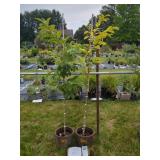 2 CHINESE CHESTNUT TREES