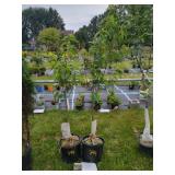 2 FLAVORTOP NECTARINE TREES
