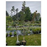2 FRUIT TREES: PEAR & PLUM