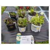 6 SHASTA DAISY ASSORTED PERENNIALS
