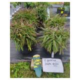 5 GOLDFINCH SHASTA DAISY PLANTS