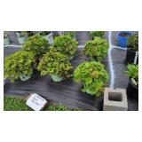 6 GEUM TEMPO ORANGE PLANTS
