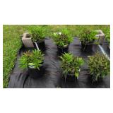 6 PERENNIAL SHASTA DAISIES