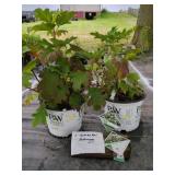 2 GATSBY GAL HYDRANGEA